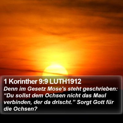 1 Korinther 9:9 LUTH1912 Bible Verse Image