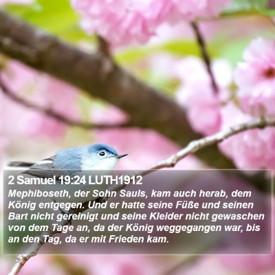 2 Samuel 19:24 LUTH1912 Bible Verse Image