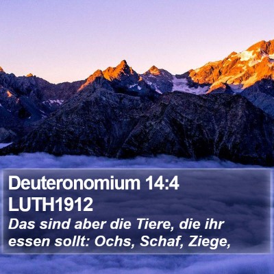 Deuteronomium 14:4 LUTH1912 Bible Verse Image