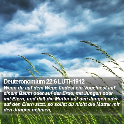 Deuteronomium 22:6 LUTH1912 Bible Verse Image