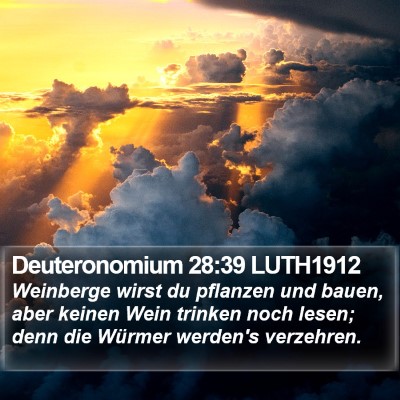 Deuteronomium 28:39 LUTH1912 Bible Verse Image