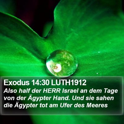 Exodus 14:30 LUTH1912 Bible Verse Image