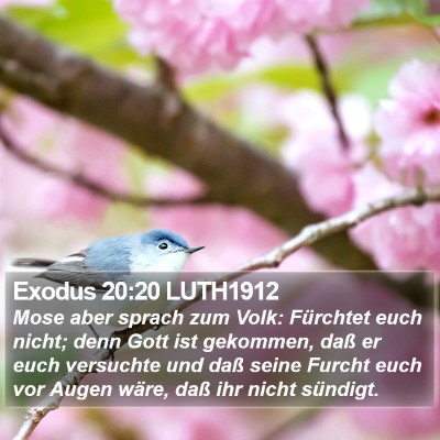 Exodus 20:20 LUTH1912 Bible Verse Image