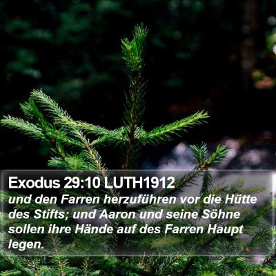 Exodus 29:10 LUTH1912 Bible Verse Image