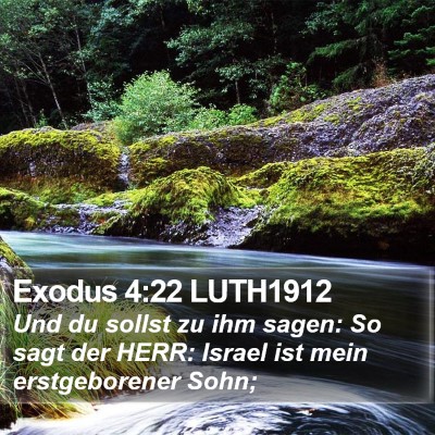 Exodus 4:22 LUTH1912 Bible Verse Image