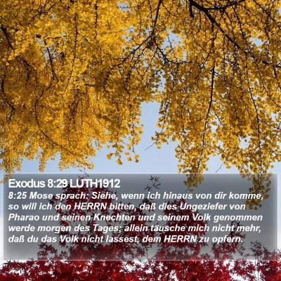 Exodus 8:29 LUTH1912 Bible Verse Image