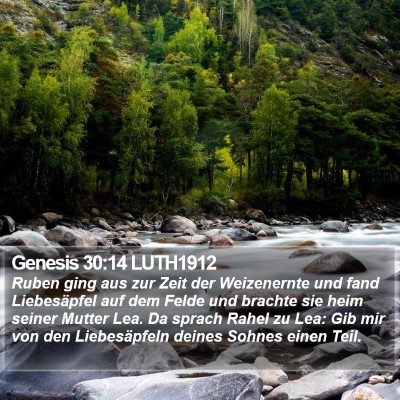 Genesis 30:14 LUTH1912 Bible Verse Image