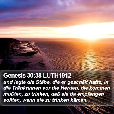 Genesis 30:38 LUTH1912 Bible Verse Image