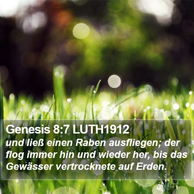 Genesis 8:7 LUTH1912 Bible Verse Image