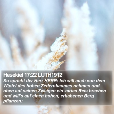 Hesekiel 17:22 LUTH1912 Bible Verse Image