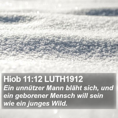 Hiob 11:12 LUTH1912 Bible Verse Image