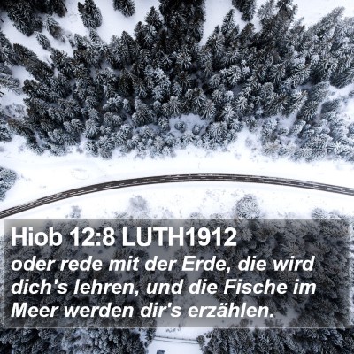 Hiob 12:8 LUTH1912 Bible Verse Image