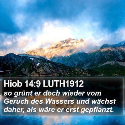 Hiob 14:9 LUTH1912 Bible Verse Image