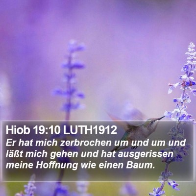 Hiob 19:10 LUTH1912 Bible Verse Image