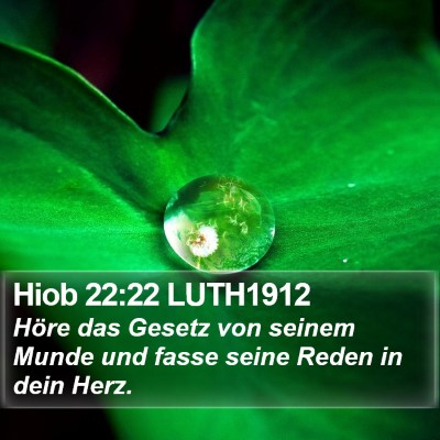 Hiob 22:22 LUTH1912 Bible Verse Image