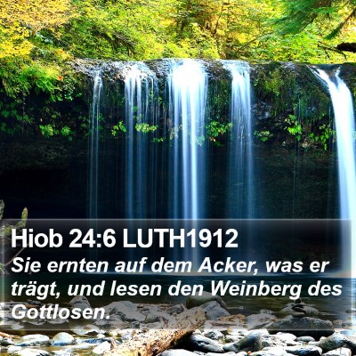Hiob 24:6 LUTH1912 Bible Verse Image