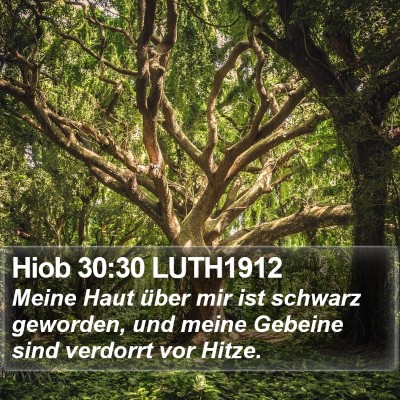 Hiob 30:30 LUTH1912 Bible Verse Image