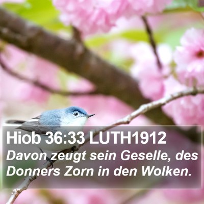Hiob 36:33 LUTH1912 Bible Verse Image