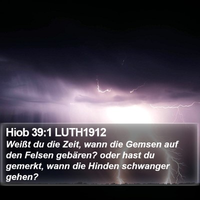Hiob 39:1 LUTH1912 Bible Verse Image