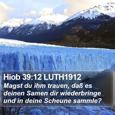 Hiob 39:12 LUTH1912 Bible Verse Image