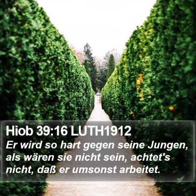Hiob 39:16 LUTH1912 Bible Verse Image