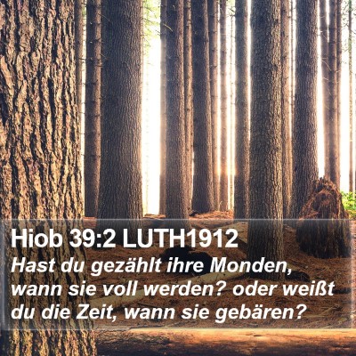 Hiob 39:2 LUTH1912 Bible Verse Image