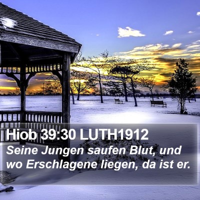 Hiob 39:30 LUTH1912 Bible Verse Image