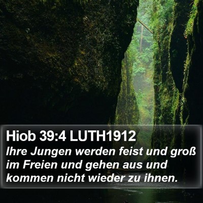 Hiob 39:4 LUTH1912 Bible Verse Image