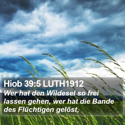 Hiob 39:5 LUTH1912 Bible Verse Image