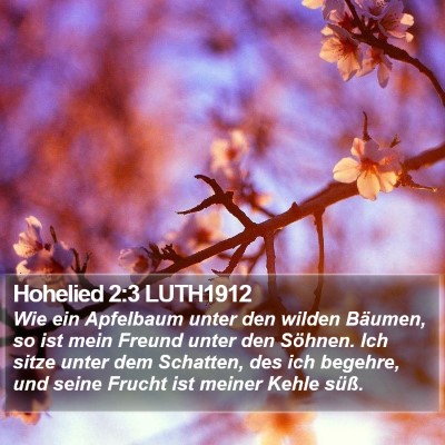 Hohelied 2:3 LUTH1912 Bible Verse Image