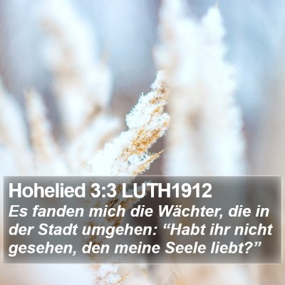 Hohelied 3:3 LUTH1912 Bible Verse Image