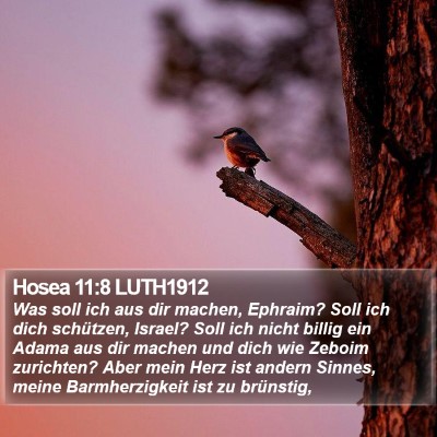 Hosea 11:8 LUTH1912 Bible Verse Image