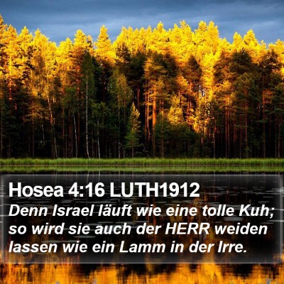 Hosea 4:16 LUTH1912 Bible Verse Image