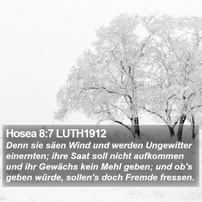 Hosea 8:7 LUTH1912 Bible Verse Image