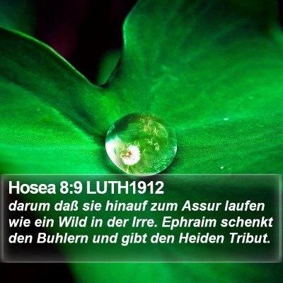 Hosea 8:9 LUTH1912 Bible Verse Image