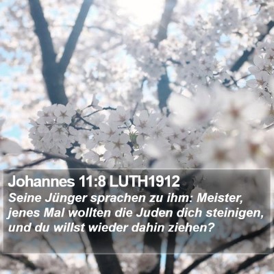 Johannes 11:8 LUTH1912 Bible Verse Image
