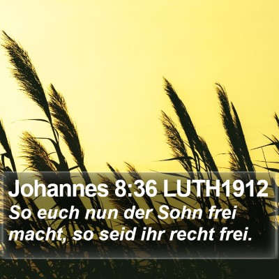 Johannes 8:36 LUTH1912 Bible Verse Image