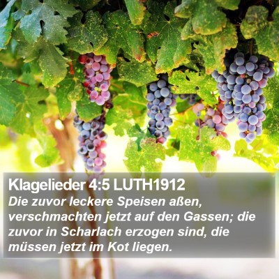Klagelieder 4:5 LUTH1912 Bible Verse Image