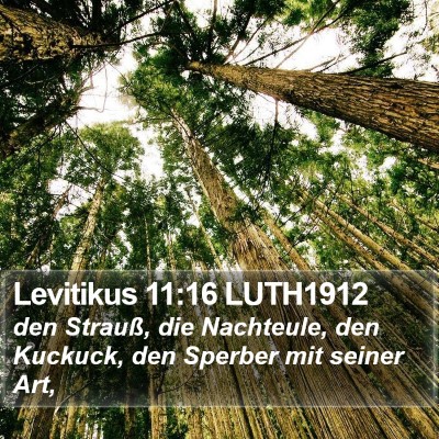 Levitikus 11:16 LUTH1912 Bible Verse Image