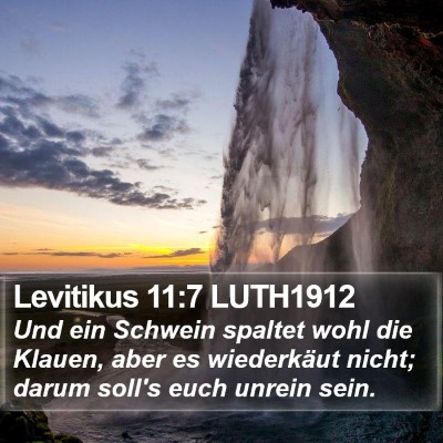 Levitikus 11:7 LUTH1912 Bible Verse Image