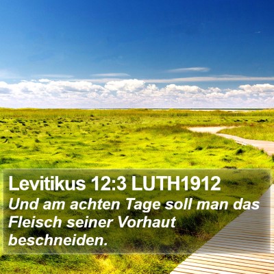 Levitikus 12:3 LUTH1912 Bible Verse Image