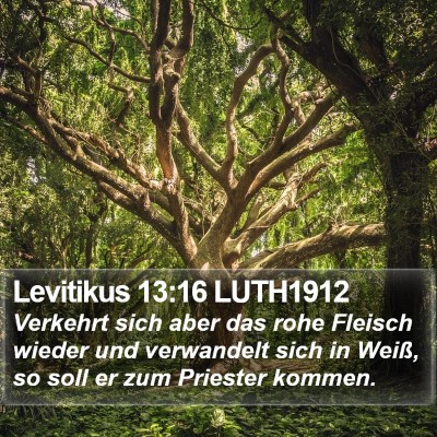 Levitikus 13:16 LUTH1912 Bible Verse Image