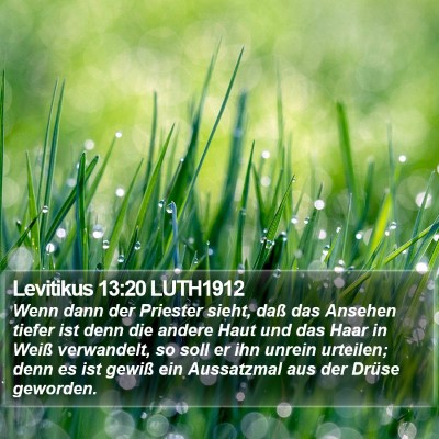 Levitikus 13:20 LUTH1912 Bible Verse Image