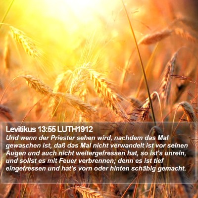 Levitikus 13:55 LUTH1912 Bible Verse Image
