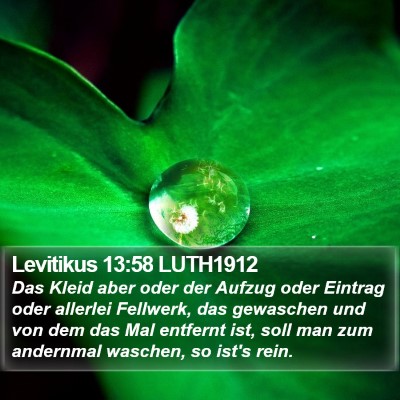 Levitikus 13:58 LUTH1912 Bible Verse Image