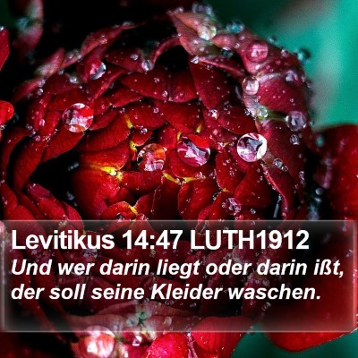 Levitikus 14:47 LUTH1912 Bible Verse Image