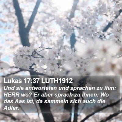 Lukas 17:37 LUTH1912 Bible Verse Image