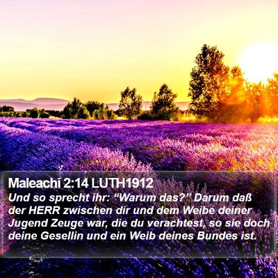 Maleachi 2:14 LUTH1912 Bible Verse Image
