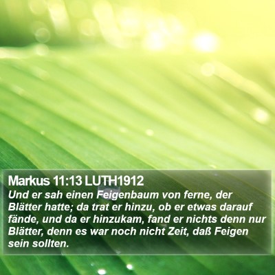 Markus 11:13 LUTH1912 Bible Verse Image