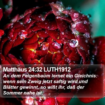 Matthäus 24:32 LUTH1912 Bible Verse Image